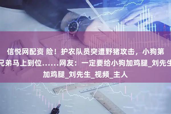 信悦网配资 险！护农队员突遭野猪攻击，小狗第一个冲来，兄弟马上到位……网友：一定要给小狗加鸡腿_刘先生_视频_主人